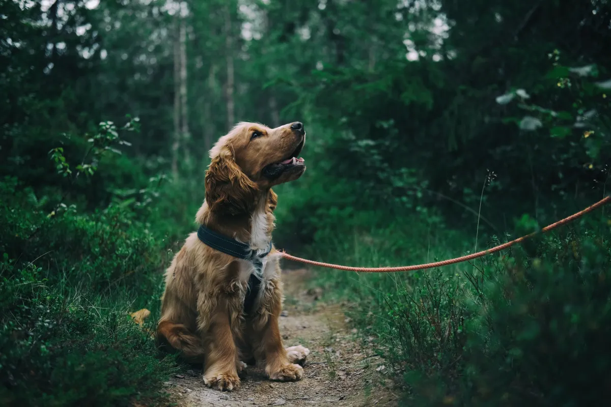 Sesja z pupilem – pomysły na zdjęcia z psem